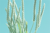 在线免费轰炸电话网页版